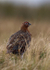Red grouse 2