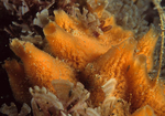 Amphilectus fucorum