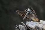 Peruvian Pelican scratching, Chanaral Island, Chile