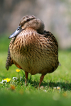 Female Mallard duck _ S016