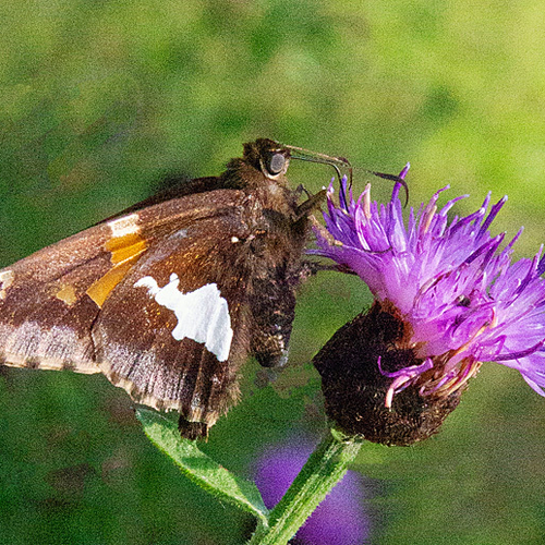 Butterflies & Moths of Atlantic Canada