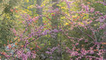 TREES WEEK #21