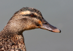 Female Mallard