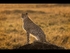 Cheetah in Morning Light