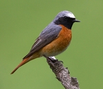 Common Redstart