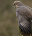COMMON BUZZARD