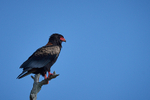Bateleur