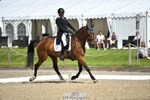 312-J'ADORE_SALSA-Michael_Owen-WEDTrotUp+DR portfolio