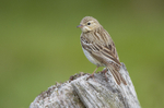 Tree Pipit