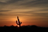 Saguaro Sunset