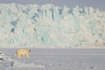 Polar Bear cub in front of glacier face, Svalbard, Norway