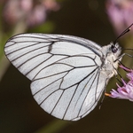 Black-veined white (Aporia crategi)