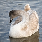 ChewLake_Cygnet-1-0142