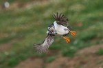 Atlantic Puffin