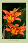 Hemerocallis fulva