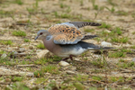 Turtle Dove startled, raises wings, Otmoor RSPB