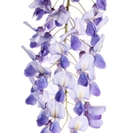 Wisteria (Wisteria sinensis)