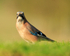 Eurasian Jay standing still, Worcestershire