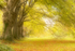 Beech Tree Magic
