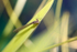 Insects _ AN 008