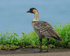 Hawaiian Goose (Nene), Kealia Beach, Kauai