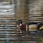 Wood Duck (male) aix sponsa
