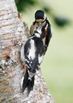 Great Spotted Woodpecker