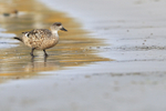 Crested Duck walking from sea, Carcass Island, Falklands
