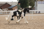 Class 307 - Ridden Coloured Pony portfolio