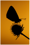1- Chalk-hill Blue at Dawn 