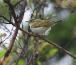 Eastern Crowned Warbler