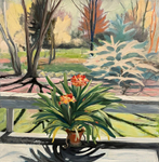 Clivia in Spring