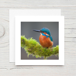 Kingfisher