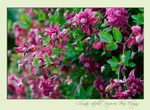 Clematis viticella 'Purpurea Plena Elegans'
