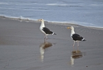 Great Black-backed Gulls