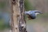 Nuthatch