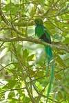 Resplendent Quetzal