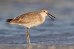 Willet with open bill, Fort De Soto Park, Florida