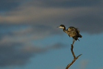 Black-headed Heron