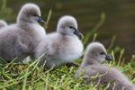 Cygnets 6