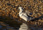 Smew