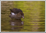 Egyptian Goose