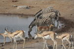 At the Water Hole 1