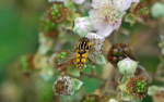 Brindled Hoverfly