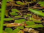 August 2022 - Grass Snake