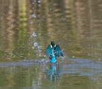 Kingfisher bursts from the water with a fish at Otmoor