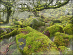 Wistman Wood