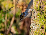 Grey Squirrel