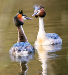 Grebe Pair 4016322