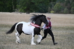 WJ7_8433